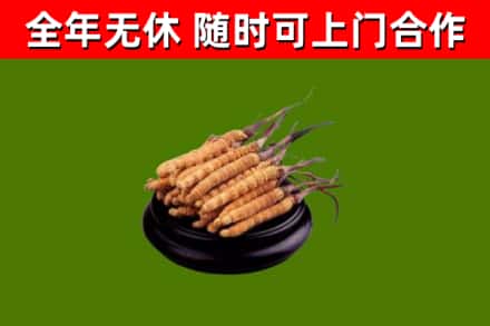 鄢陵县回收散虫草