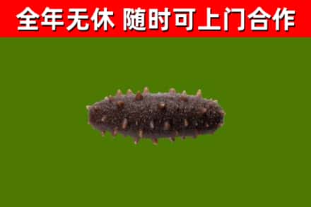 鄢陵县回收海参干